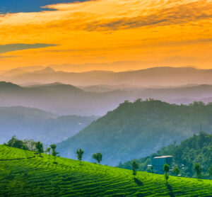 Munnar tour packages